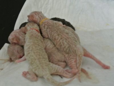 Les bébés de Lizzy Bennet et Jolicoeur sont nés le 06/08/20 comme prévu