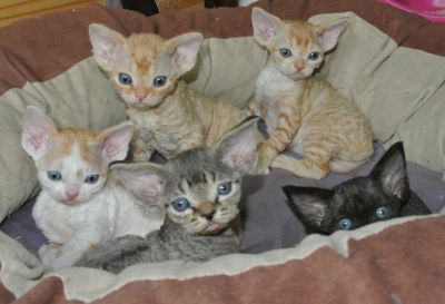 Naissance des chatons de Circé le 09/04/2021: plus de chatons disponibles