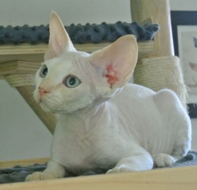 Le chaton red mink aux yeux bleus de Taszka et Gulli 