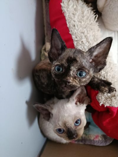 Naissances inattendues à la chatterie